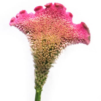 Coxcomb Hotpk mccreight super