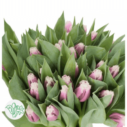 Tulip Frill Lav&White holl