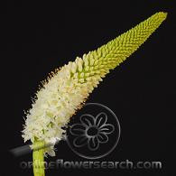 EREMERUS holl (white)