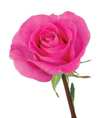 Rose Attache 50cm priv coll rio