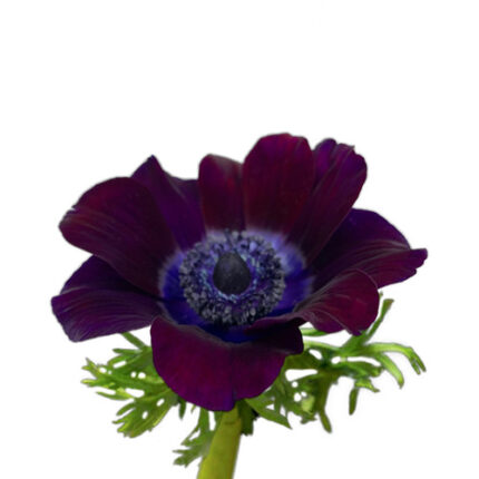 Anemonie Burgandy hendricks