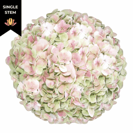 Hydrangea Ant.JumboGreen hydra