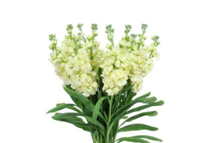 Stock Creme miaflora