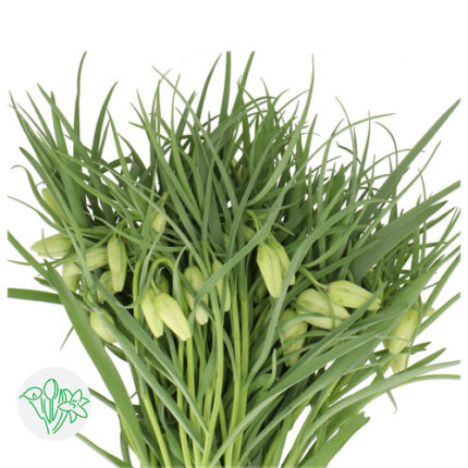 Fritallaria White holl(10st)