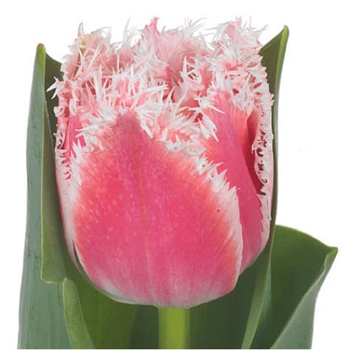 47824892-e245-4f67-9171-cd8760392785.jpg Tulip Frill Queensland holl super - Image 1
