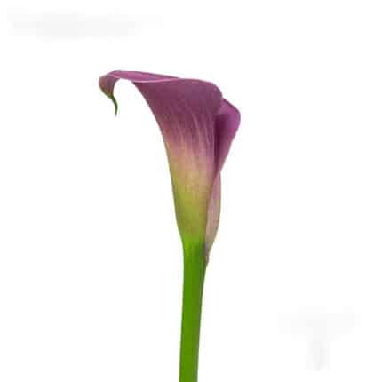 Calla Ruby Lite Rose sande