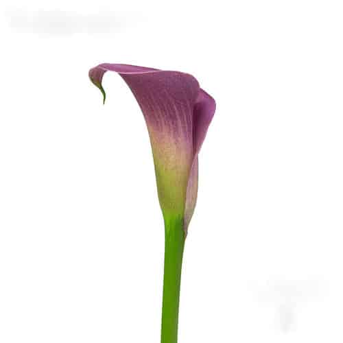 4789ef96-9eb1-41e2-b4b1-45bffa100802.jpg Calla Ruby Lite Rose sande - Image 1