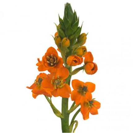 Star of Beth. Orange misty