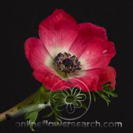 ANEMONIE batten dk pk