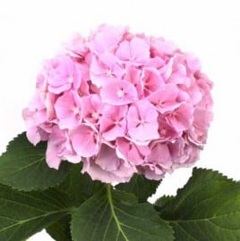Hydrangea Lollipop Lt. Pink chile