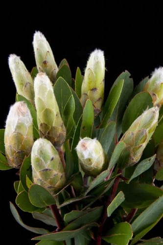Protea Mundi holex(st)white