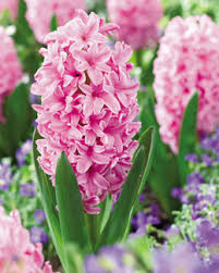 Hyacinth Ibis holl(pk)