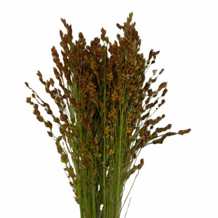 Broomcorn cramer
