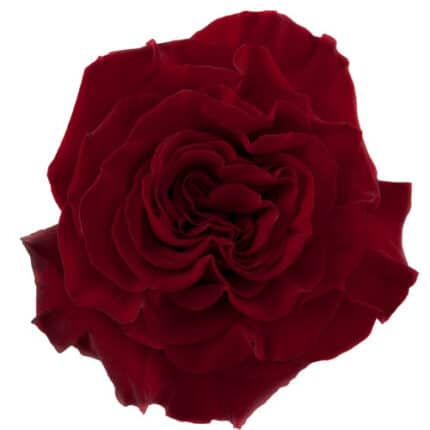 Rose Hearts 60cm rprima