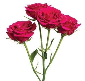 RoseSpray Gemstar fresca