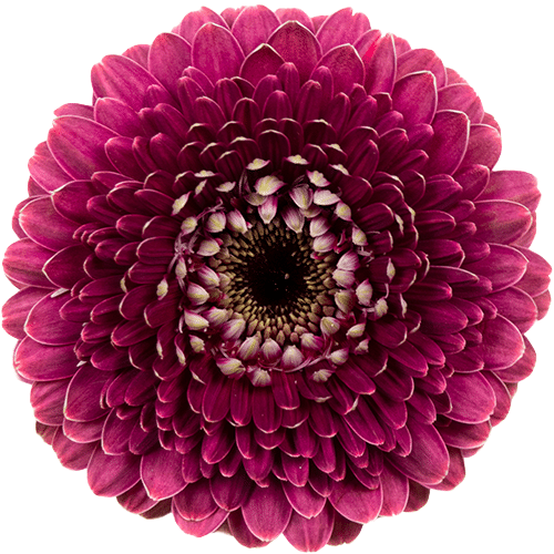 48282ea2-3647-4067-af0f-5d8b65df40cb.png Gerber Pom Chique can - Image 1