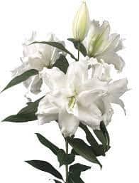 Lily Oriental Roselily 2/3bl