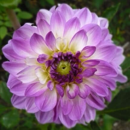 DAHLIAS lt lav cramer