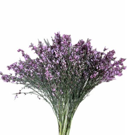 Ginestra Lavender mellano