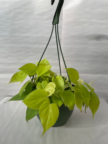8" LEMON LIME PHILO HANGING BA