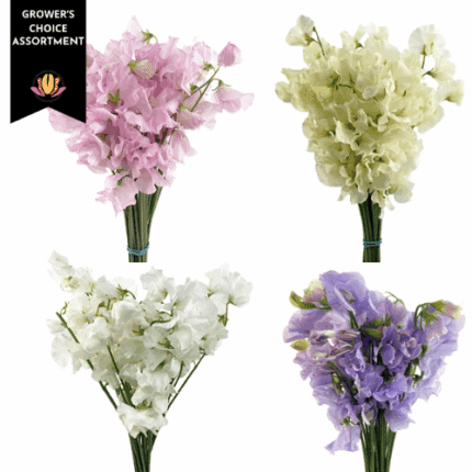 Sweet Pea Rainbow choice