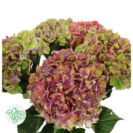 Hydrangea Ant Pk&Green holl(ST