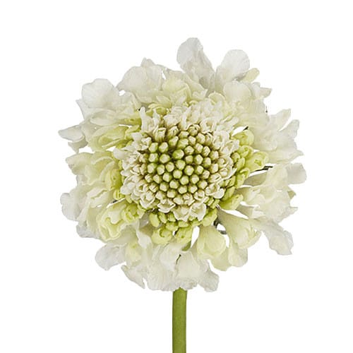 4869bfec-4526-4baa-af7e-bf05792ec439.jpg Scabiosa Scoop Milky fresca - Image 1