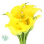 Calla Capt. Solo holl(yell)