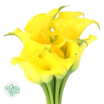 Calla Capt. Solo holl(yell)
