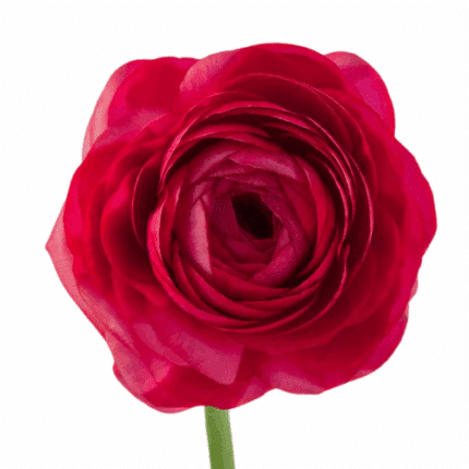 Ranunculus Ht Pink tessa