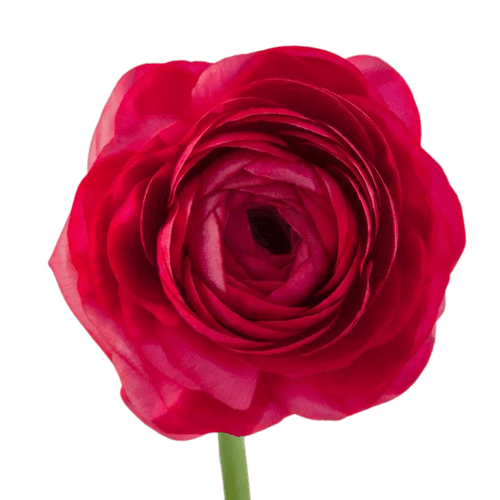 48706acc-74c0-4aa2-a6d4-e4257092efbc.png Ranunculus Ht Pink tessa - Image 1