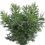 Podacarpus