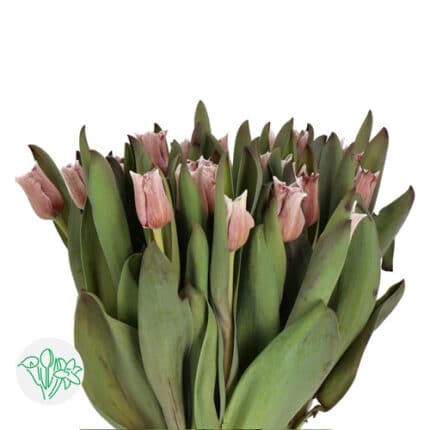Tulip Brownie Parrot holl