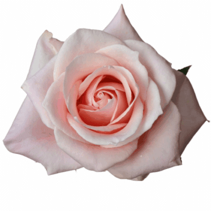 Rose Sweet Bliss 60cm Tessa