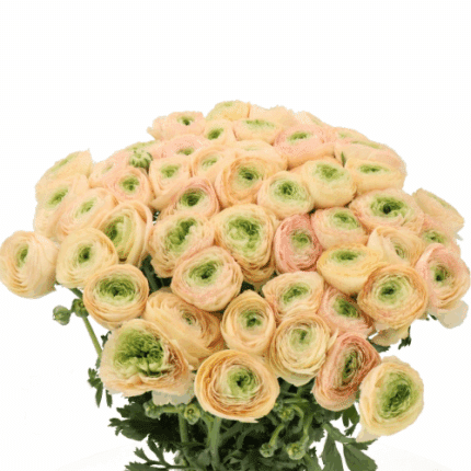 Ranunculus Cloni Tuareget holl