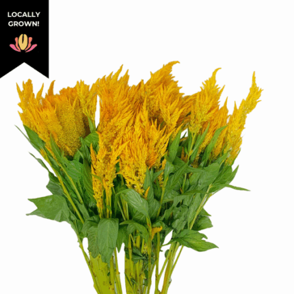 Celosia Yellow cramer