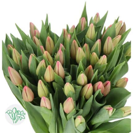Tulip Ace Pink holl