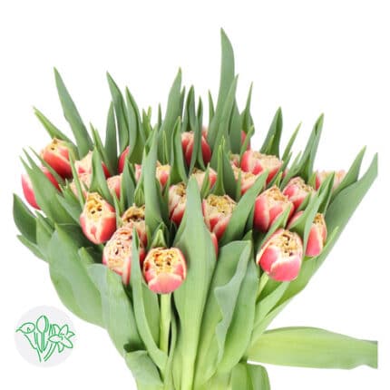 Tulip Dbl Crystal holl
