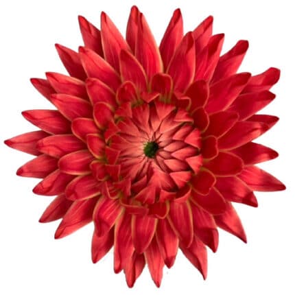 Dahlia Hybrid Garnet holex(5st
