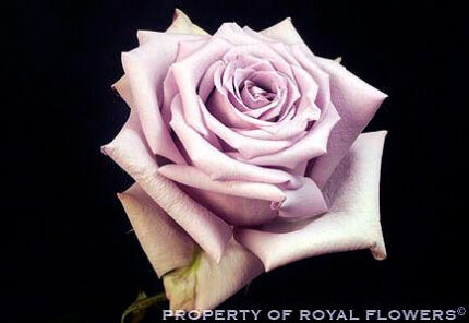 Avant Garde (lavender)50 flori