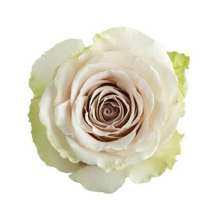 Rose Pompei 50cm naranjo