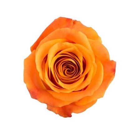 Rose Nexus 60cm rprima