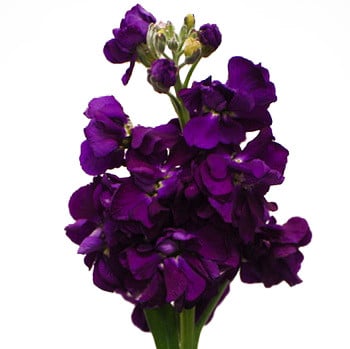 Stock Purple s.f.