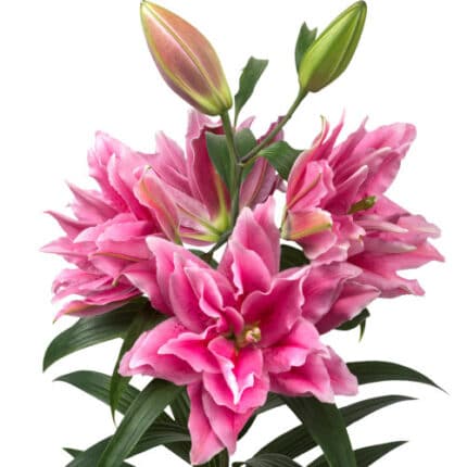 Lily Rose Pink fresca(10st)