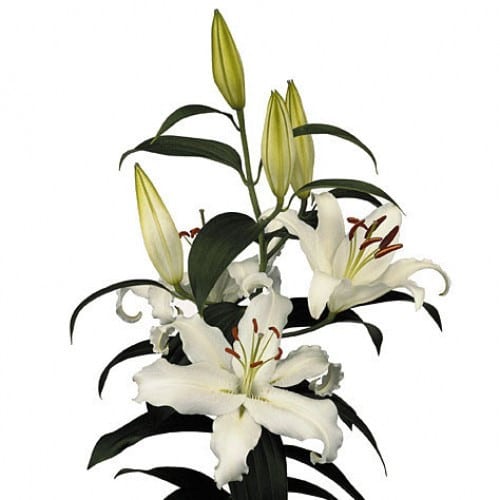 48fe3b57-c0eb-4a5f-9f94-e1ec8c0b4a0a.jpg Lily White Shore 3bl ob - Image 1