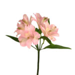 Alstro Prima Donna cont supsel - Image 2