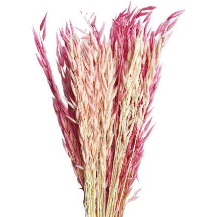 Dried Wheat Grass Pink holl