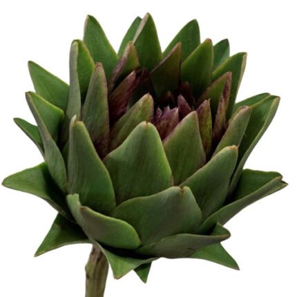 Cynara Scolymus holl(STEM)