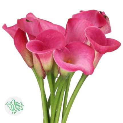 Calla Dk Pink holl