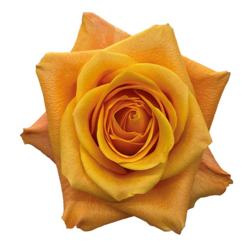 49454a63-c185-4f21-9bfc-6451b44568ca.jpg Rose Aloha 60cm Rprima - Image 1